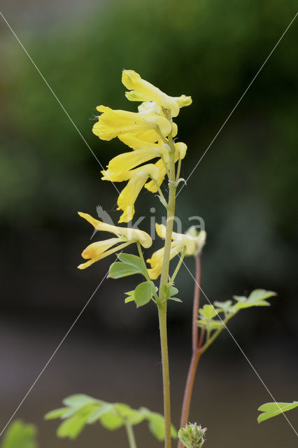 Gele helmbloem (Pseudofumaria lutea)