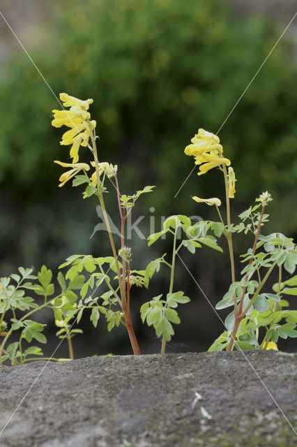 Yellow Corydalis (Pseudofumaria lutea)