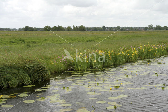 Gele lis (Iris pseudacorus)