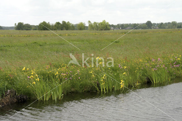 Gele lis (Iris pseudacorus)