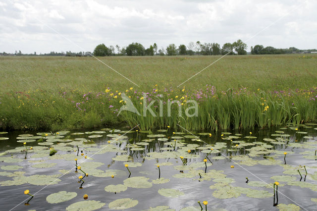 Gele lis (Iris pseudacorus)