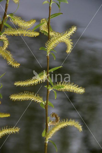 Gele treurwilg (Salix x chrysocoma )