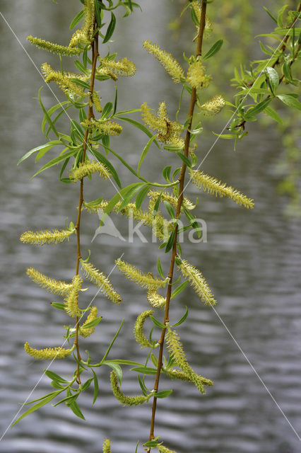 Gele treurwilg (Salix x chrysocoma )