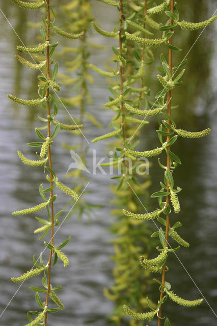 golden weeping willow (Salix x chrysocoma )