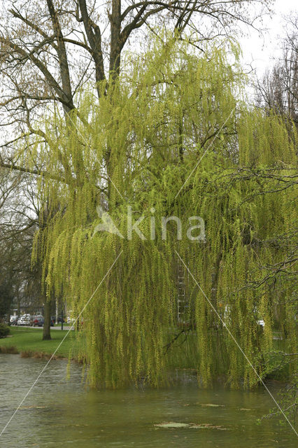 Gele treurwilg (Salix x chrysocoma )