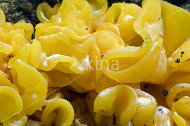 Yellow brain (Tremella mesenterica)