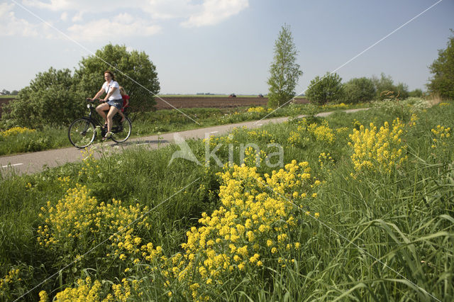 Great Yellow-cress (Rorippa amphibia)