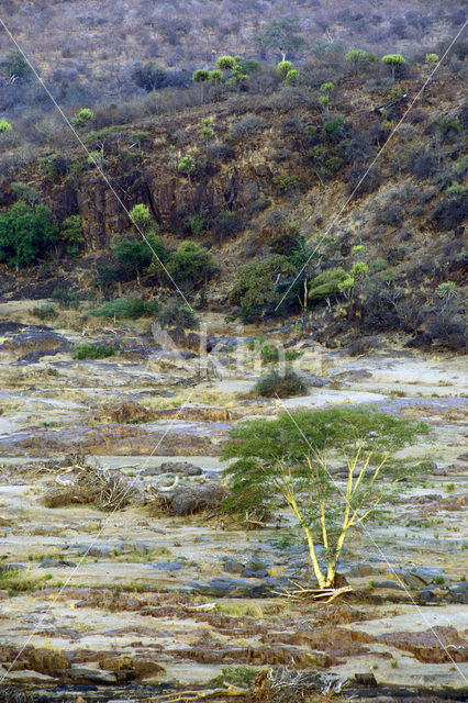 Fever tree (Acacia xanthophloea)