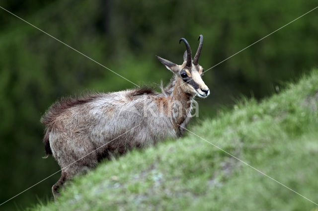 Chamois (Rupicapra rupicapra)