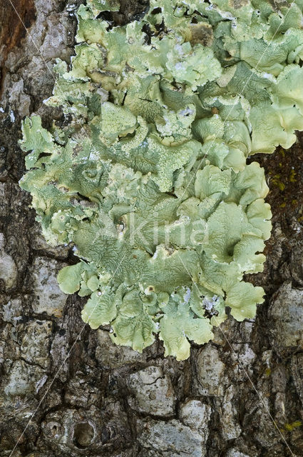 Parmelia subrudecta