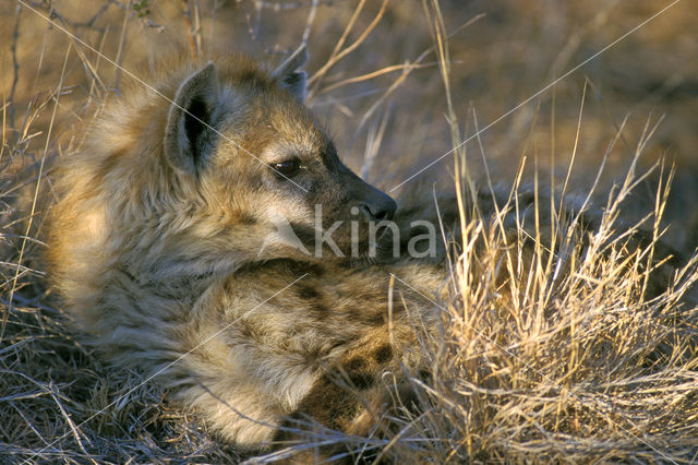 Gevlekte hyena (Crocuta crocuta)