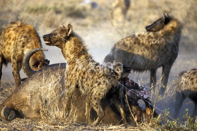 Spotted hyena (Crocuta crocuta)