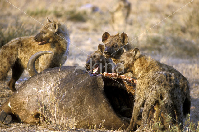 Gevlekte hyena (Crocuta crocuta)