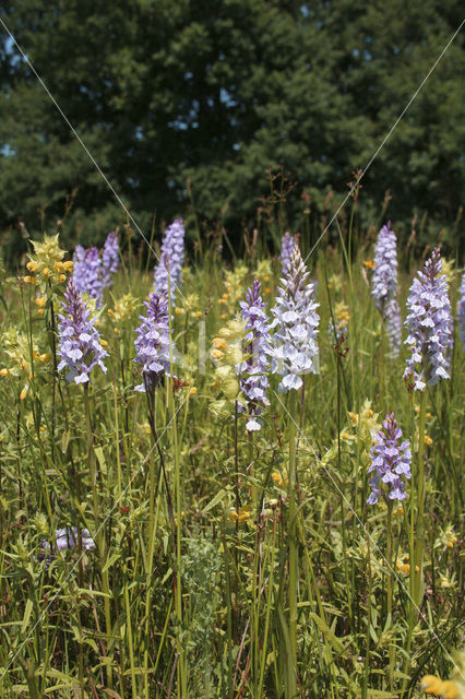 Spotted orchid (Dactylorhiza maculata)