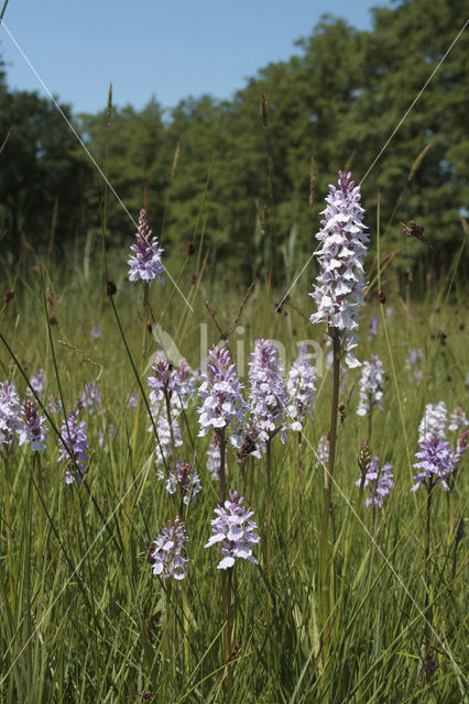 Spotted orchid (Dactylorhiza maculata)