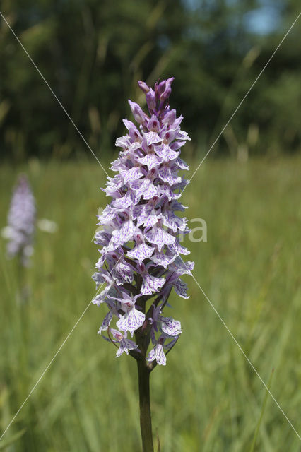 Gevlekte orchis (Dactylorhiza maculata)