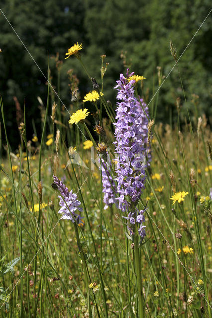 Spotted orchid (Dactylorhiza maculata)