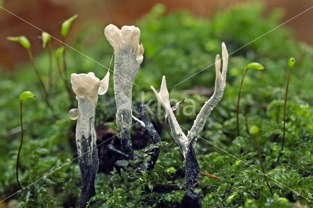 Candle Snuff Fungus (Xylaria hypoxylon)