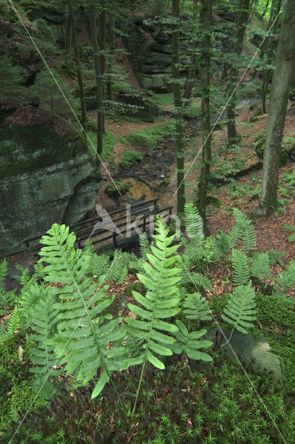 Gewone eikvaren (Polypodium vulgare)