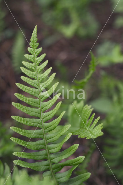 Gewone eikvaren (Polypodium vulgare)