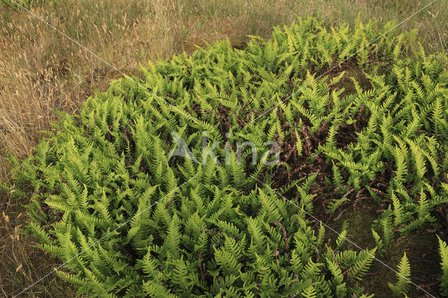 Gewone eikvaren (Polypodium vulgare)