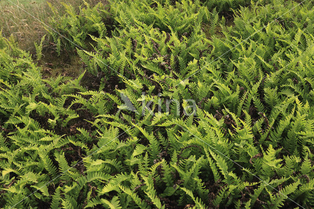 Gewone eikvaren (Polypodium vulgare)