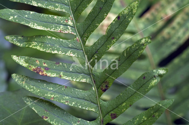 Gewone eikvaren (Polypodium vulgare)