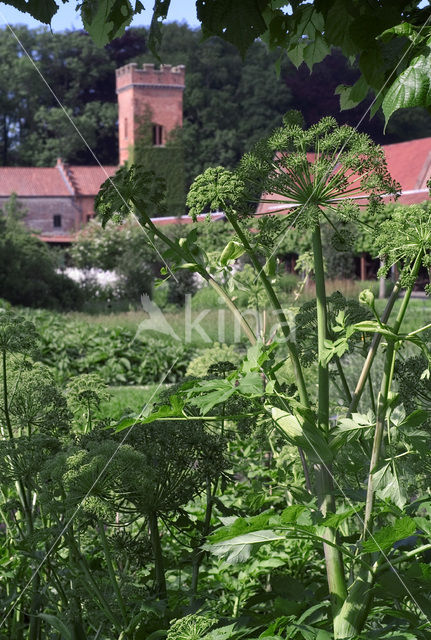 Gewone engelwortel (Angelica sylvestris)