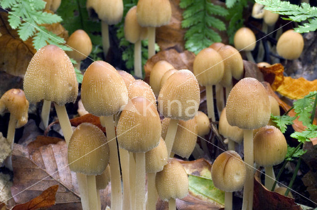 Gewone glimmerinktzwam (Coprinus micaceus)