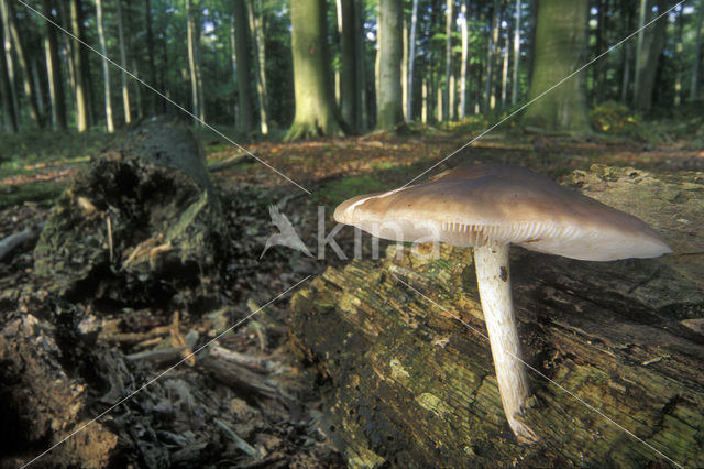 deer mushroom (Pluteus cervinus)