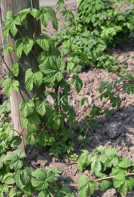 Gewone hop (Humulus lupulus)