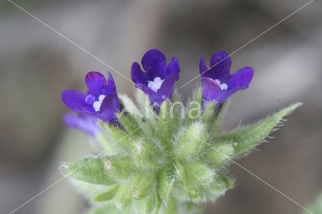 Gewone ossentong (Anchusa officinalis)