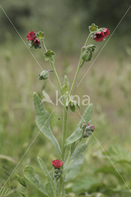 Gewone ossentong (Anchusa officinalis)