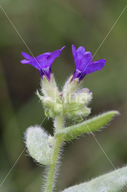 Gewone ossentong (Anchusa officinalis)