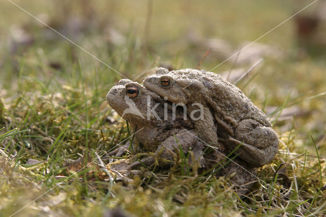 Gewone pad (Bufo bufo)