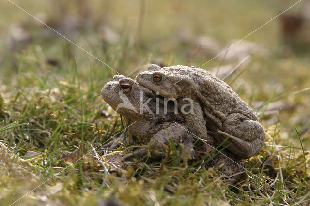 Common Toad (Bufo bufo)