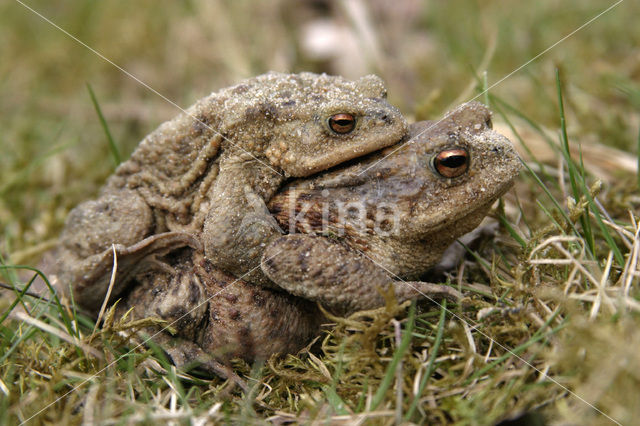 Common Toad (Bufo bufo)