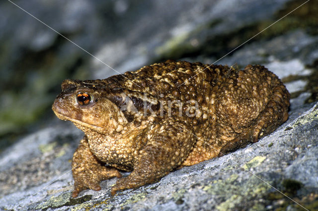 Common Toad (Bufo bufo)