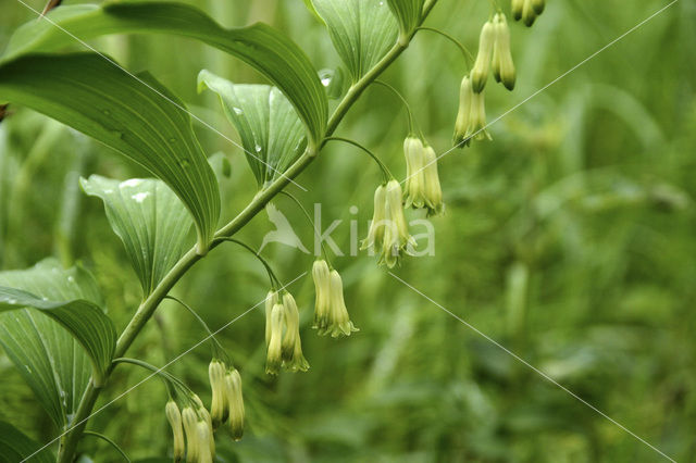 Gewone salomonszegel (Polygonatum multiflorum)