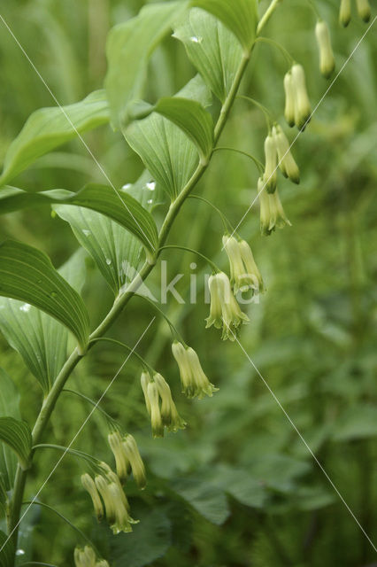 Gewone salomonszegel (Polygonatum multiflorum)