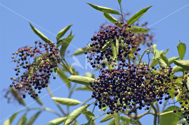 Gewone vlier (Sambucus nigra)