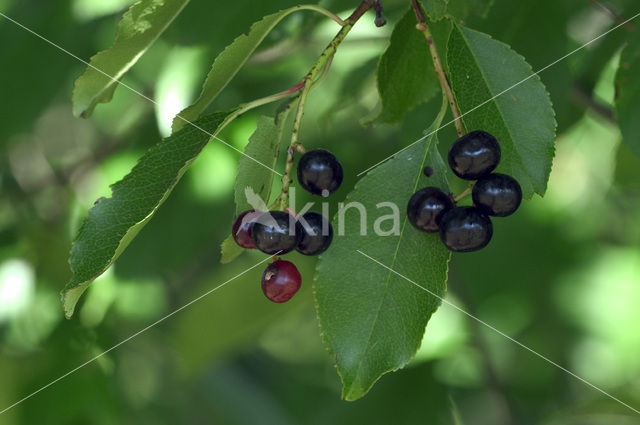 Gewone vogelkers (Prunus padus)