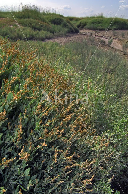 Gewone zoutmelde (Atriplex portulacoides)