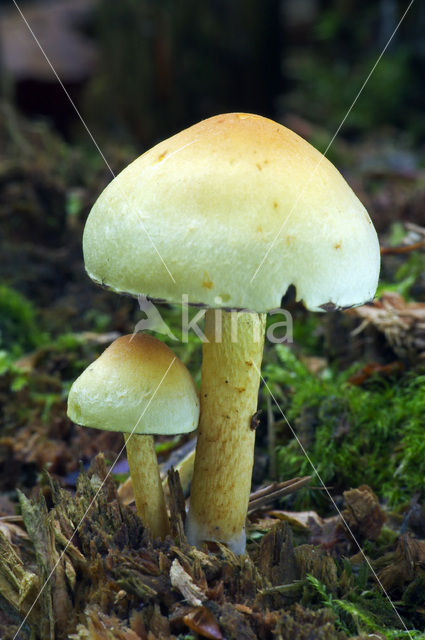 Sulphur tuft (Hypholoma fasciculare)