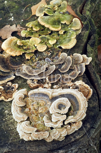 Gewoon elfenbankje (Trametes versicolor)