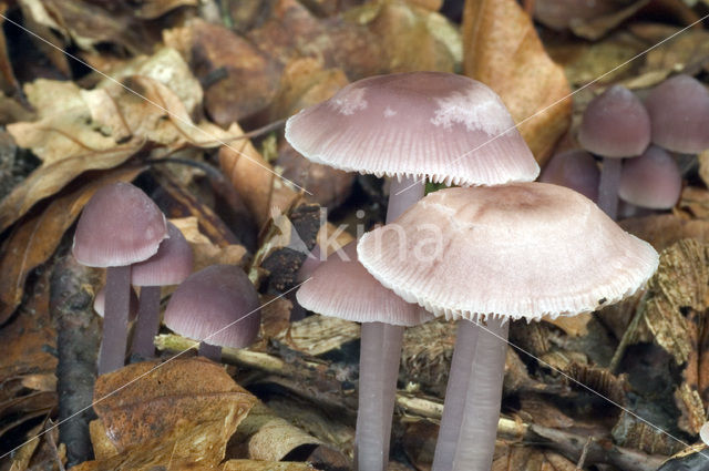 Lilac bonnet (Mycena pura)