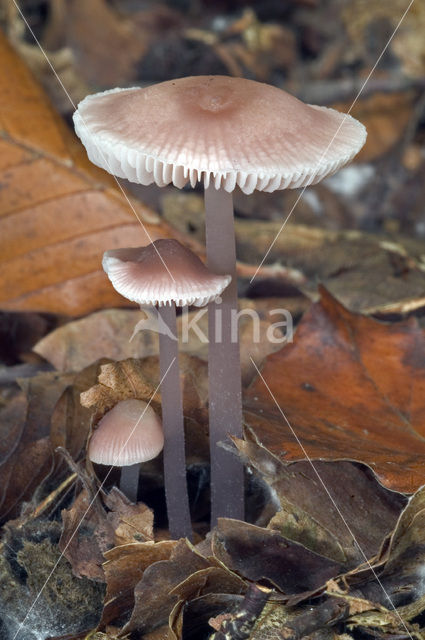 Lilac bonnet (Mycena pura)