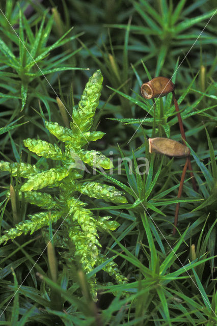 haircap moss (Polytrichum commune)