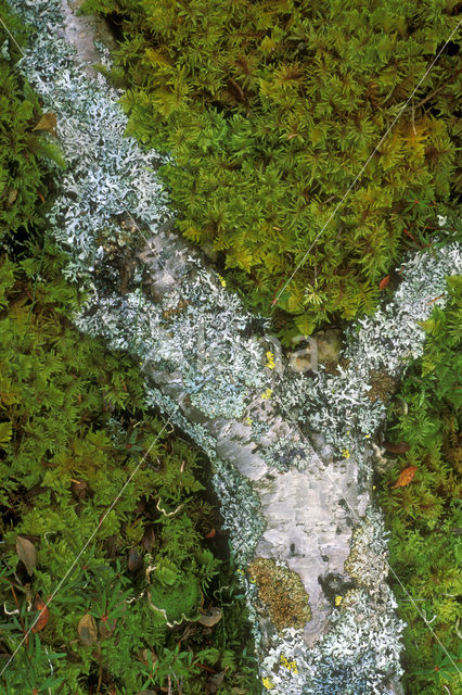 Monk’s-hood lichen (Hypogymnia physodes)