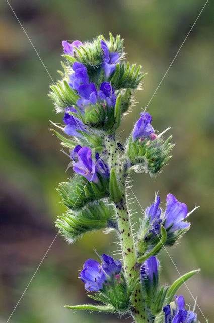 Gewoon Slangenkruid (Echium vulgare)